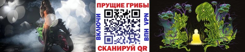 Купить  Тара  Псилоцибиновые грибы Cubensis 
